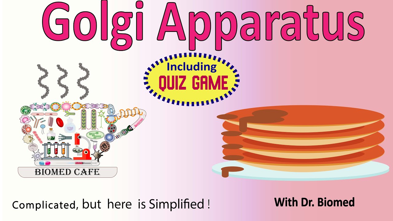 Golgi Apparatus: Structure and Function