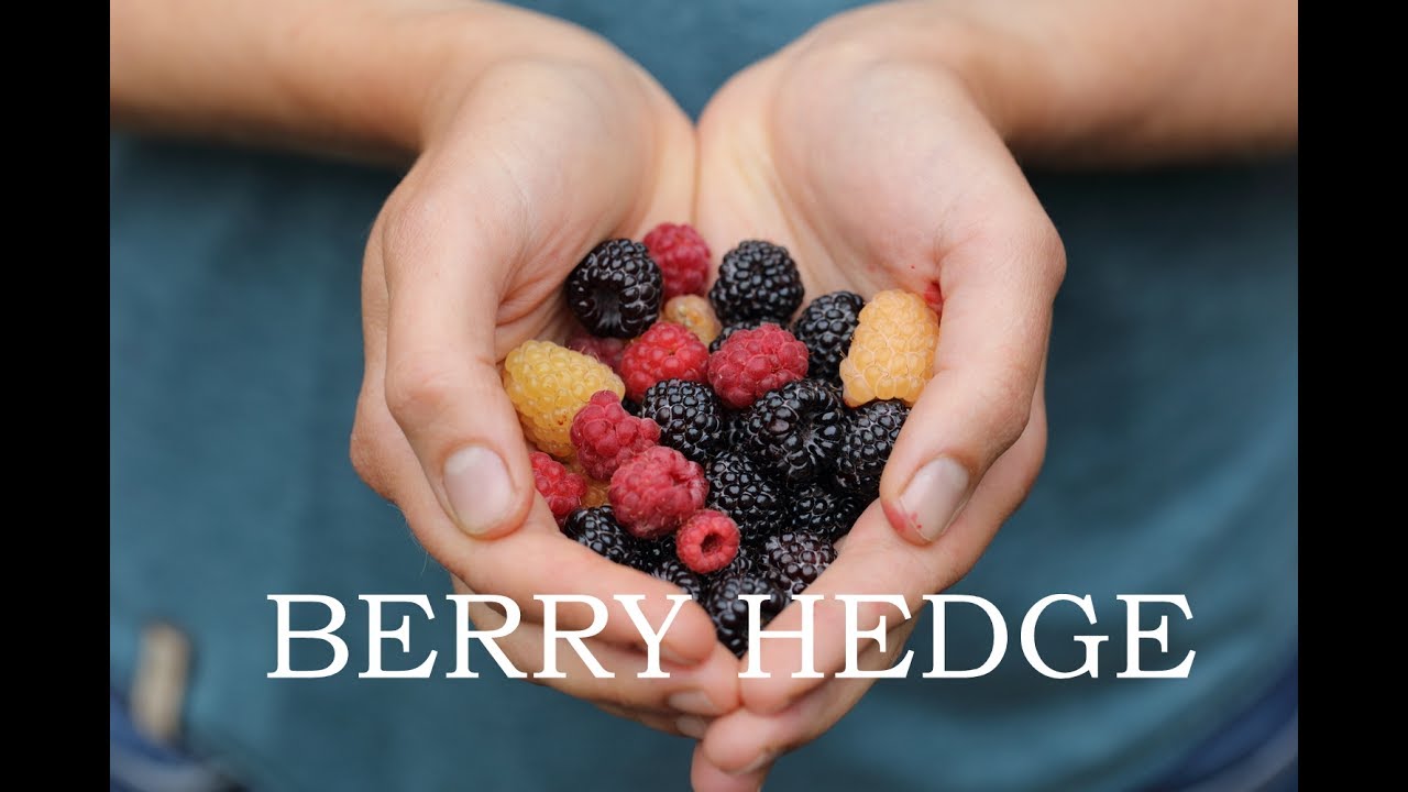 Urban berry hedge