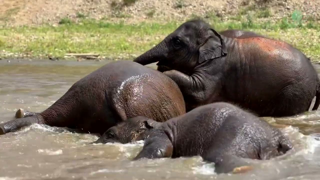 Elephant Family Fun Time! - ElephantNews