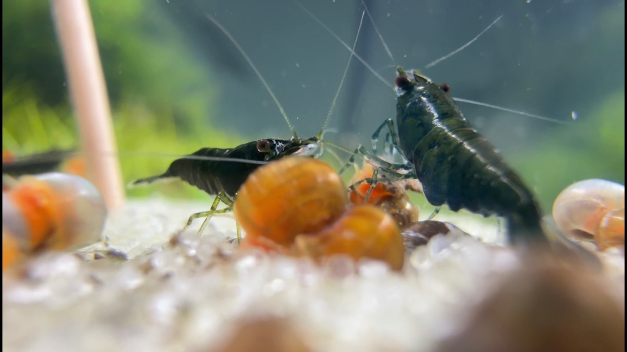 Relaxing Aquarium | 🦐 Shrimp Tank Ambience | Calming Fish Tank