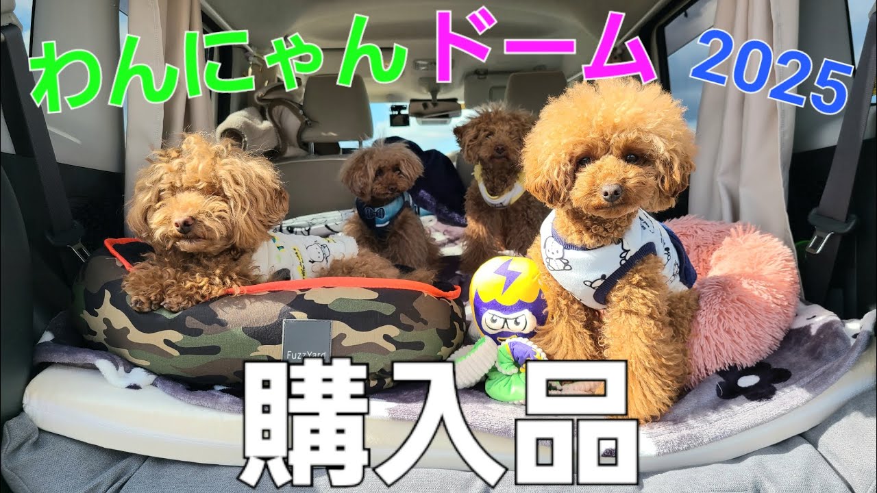 【生まれつき両目が見えない犬】盲目ラン率いるゴレンジャイが、『わんにゃんドーム』で手に入れた購入品紹介してみた #トイプードル #わんにゃんドーム