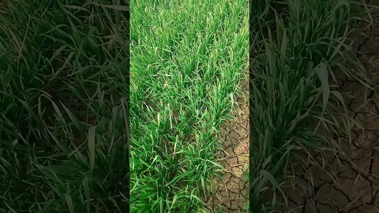 ખેતર માં સૉનુ