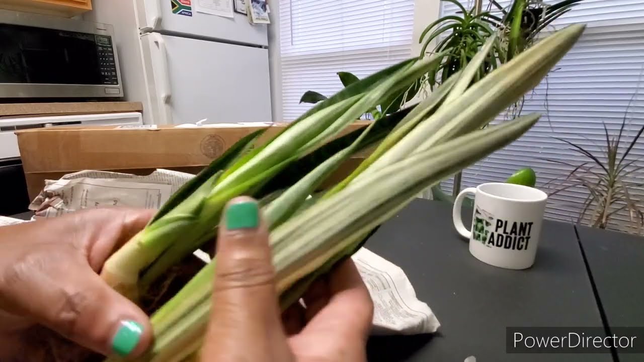 Unboxing of Bantel's Sensation Snake Plant from Etsy Store OCIndoorPlants! She is a Beauty!❤️