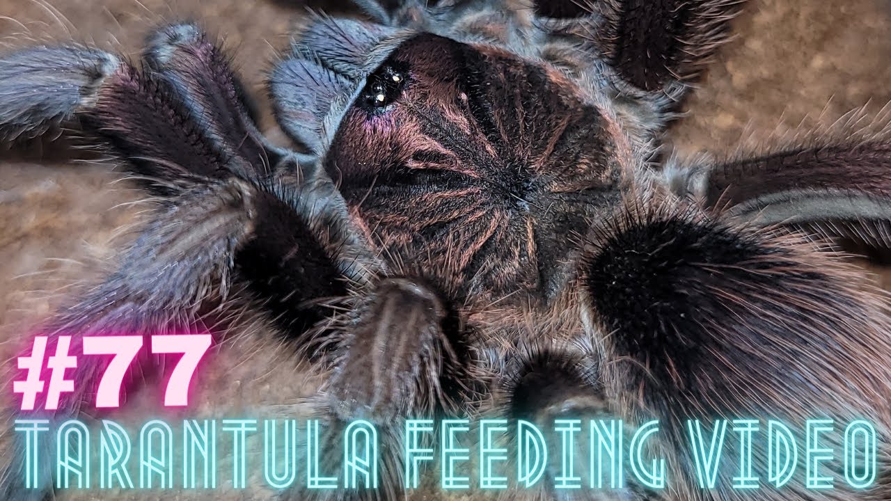Feeding #77 - Karmimy 53 gatunki ptaszników! :) [4k]
