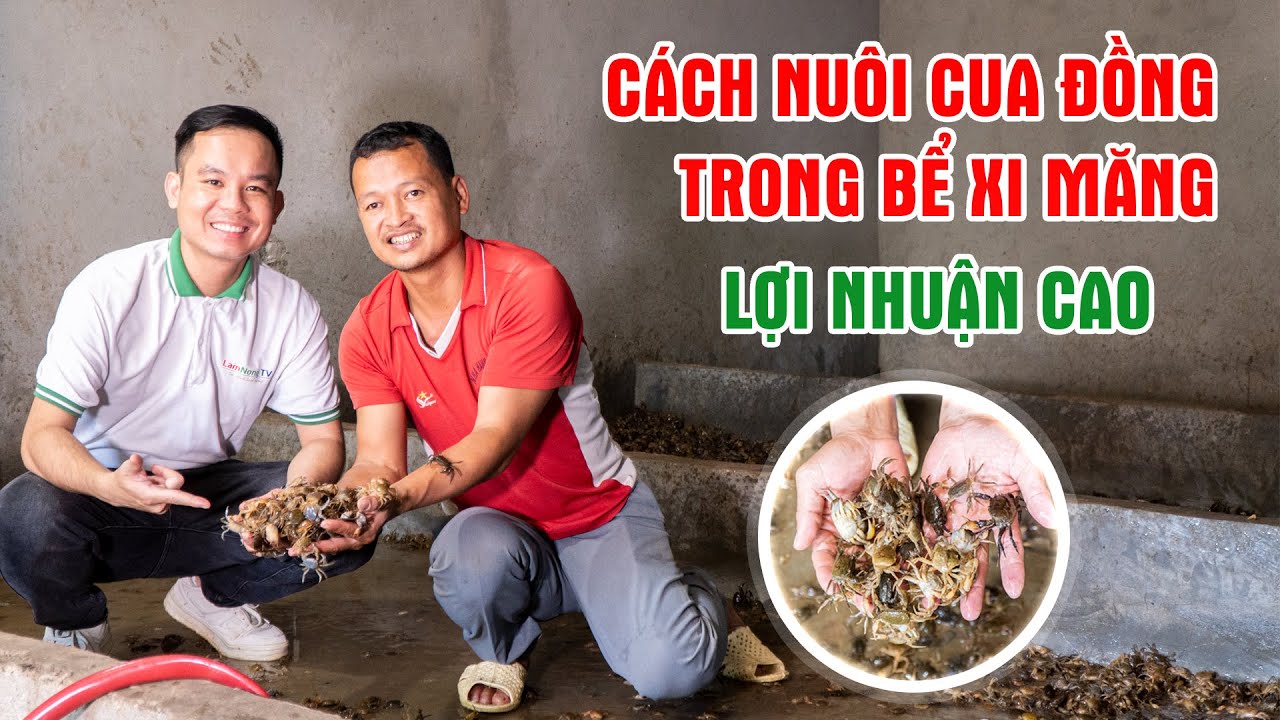 C&aacute;ch Nu&ocirc;i Cua Đồng Trong Bể Xi Măng - M&ocirc; H&igrave;nh Nu&ocirc;i Cua Đồng Mới, L&agrave;m Chơi Ăn Thật || LamNongTV