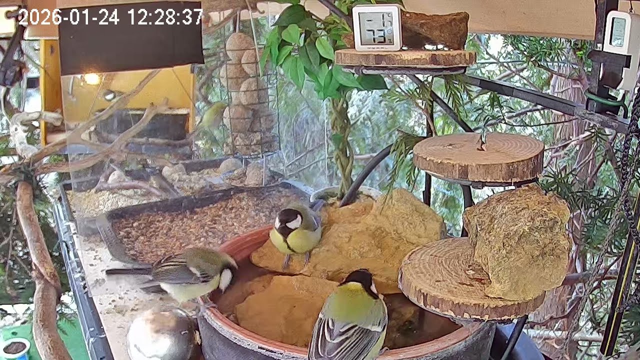 Mittags ist das Vogel-Spa sehr gut besucht (24.01.2026)