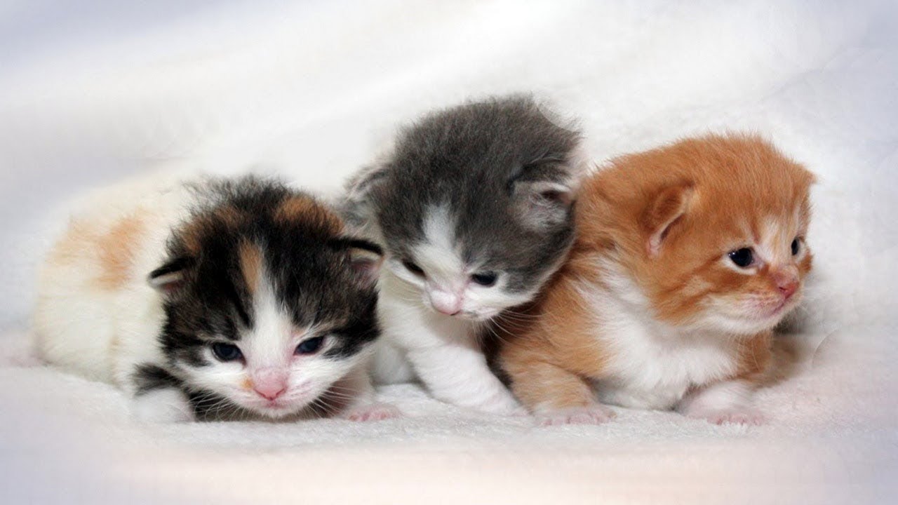 Cutest Kittens Ever - Cute Ragamuffin Kittens Compilation