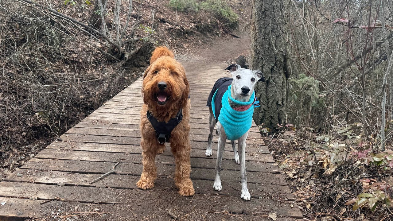 Grateful for a Whippet & Doodle