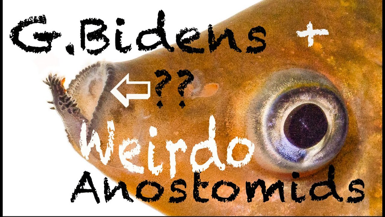 Gnathodolus bidens, Sartor respectus, Synaptolaemus latofasciatus: Weird Fish from the Xingu