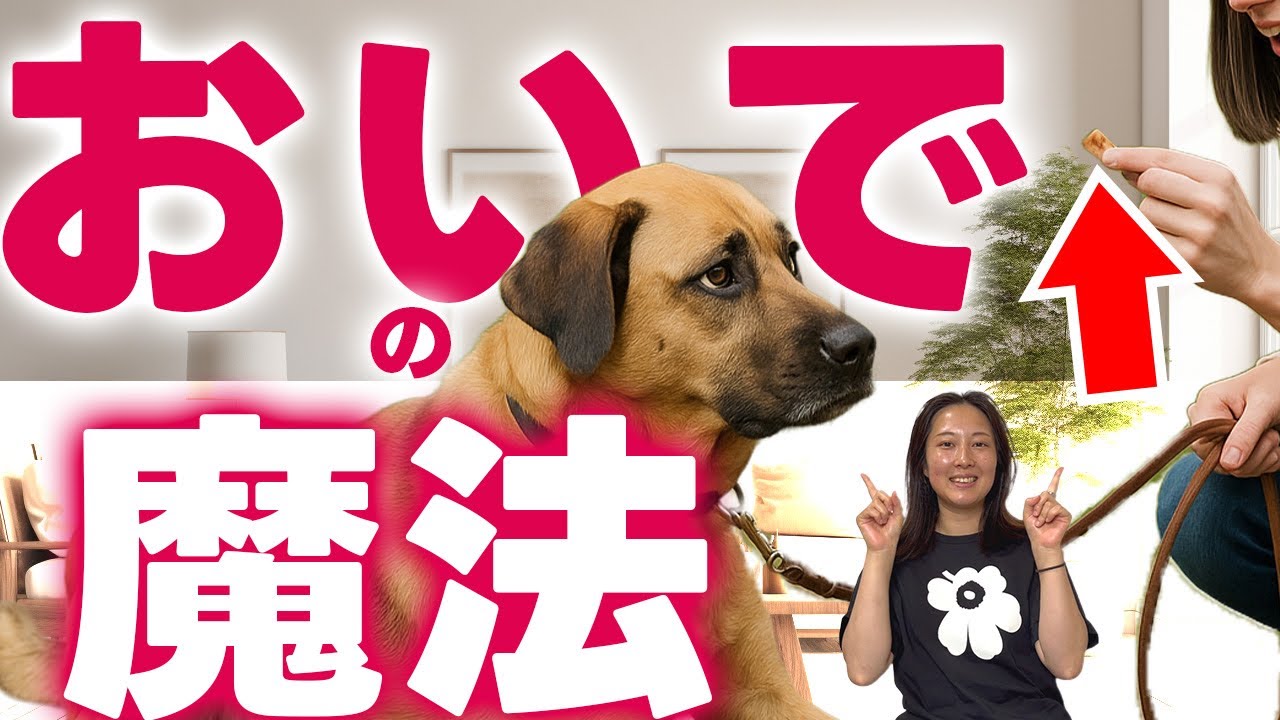 来ない犬が変わる！おやつではできない魔法の“おいで”練習について