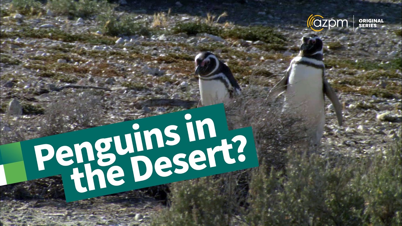 Wildlife and adventure in Patagonia, Argentina | The Desert Speaks