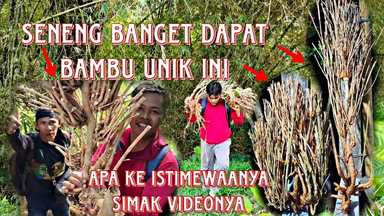 BOLANG BAMBU UNIK DAPAT BAMBU YANG SUPER UNIK BAMBU JALU SULUR MISTERI