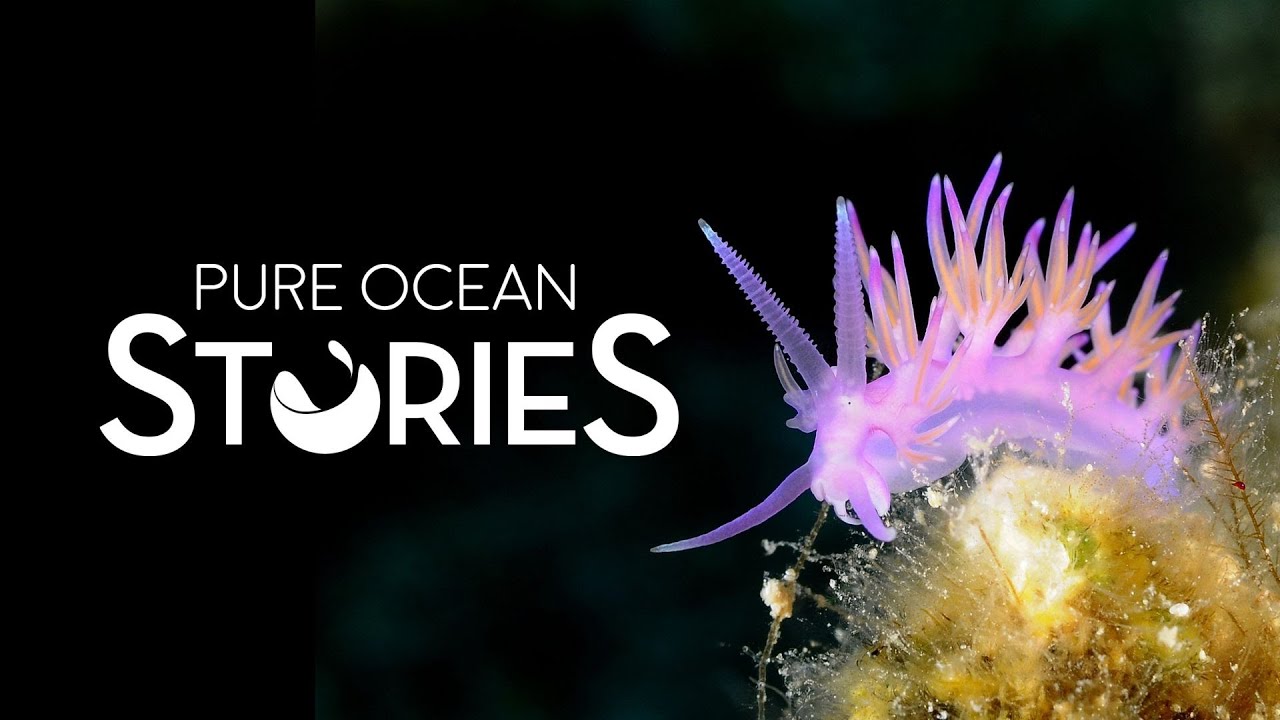 🪸🪱 Connaissez-vous les Nudibranches ?