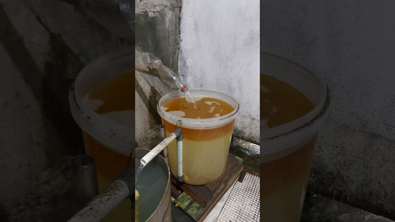 Proses penyulingan tanaman nilam menjadi minyak nilam