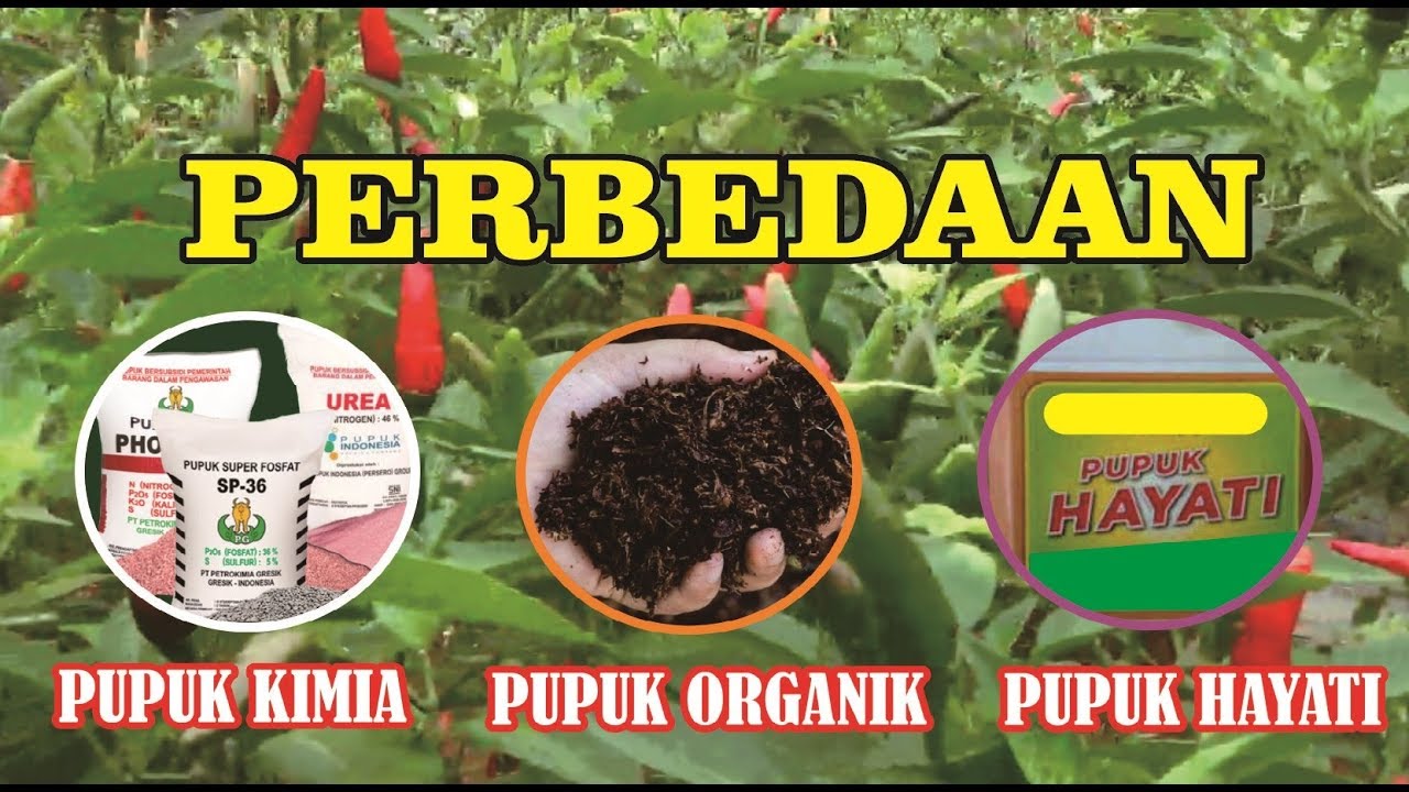 Petani Wajib Tau!!Perbedaan Pupuk Kimia, Organik,dan  Hayati Agar Tidak Salah dalam Pengunaan