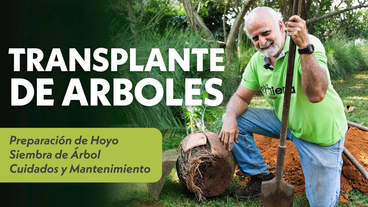 CÓMO TRANSPLANTAR ÁRBOLES, BONSÁIS y PALMAS (Siembra y Cuidados) Pt. 1 🌳🌴 | Jairo Restrepo