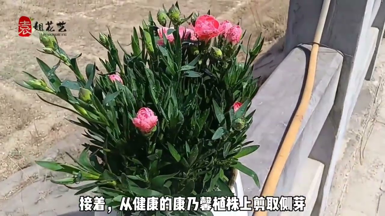 教你如何扦插康乃馨，轻松养活美丽花
