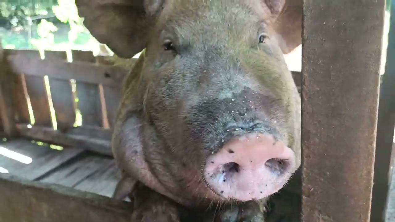 A nossa pequena criação de porco comum o  casco de burro e de  brinco na nossa propriedade