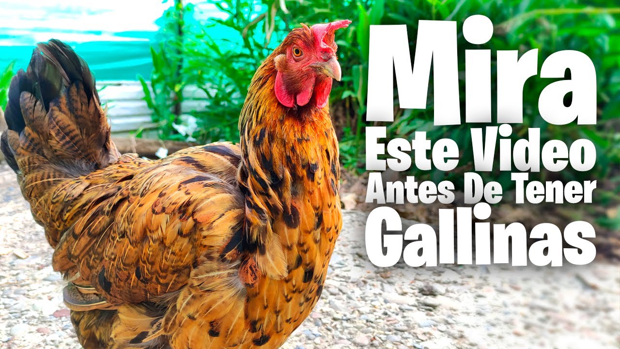 Debes Ver Este Video Antes de Tener Gallinas