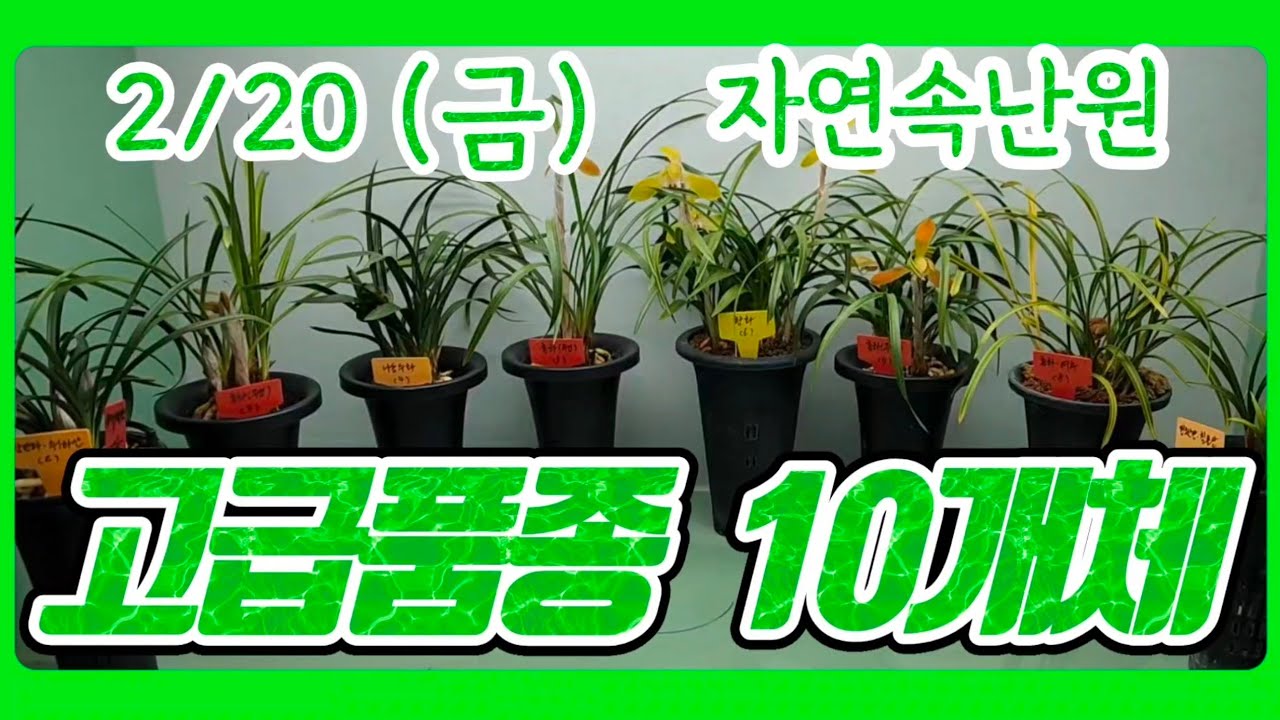 [2월 20일] 흑자화, 취화산, 홍화, 나동두화, 홍화, 황화, 여추, 칠보산 올려봅니다.