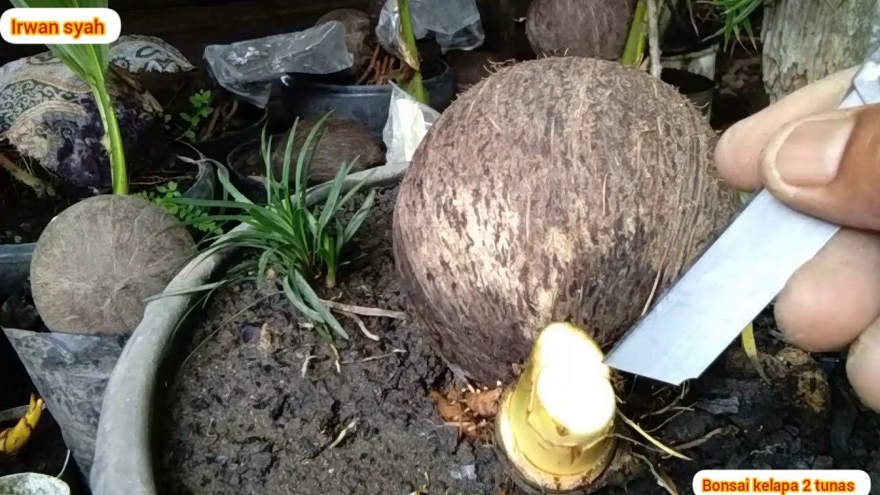 Cara bonsai kelapa 2 cabang yg benar & berhasil