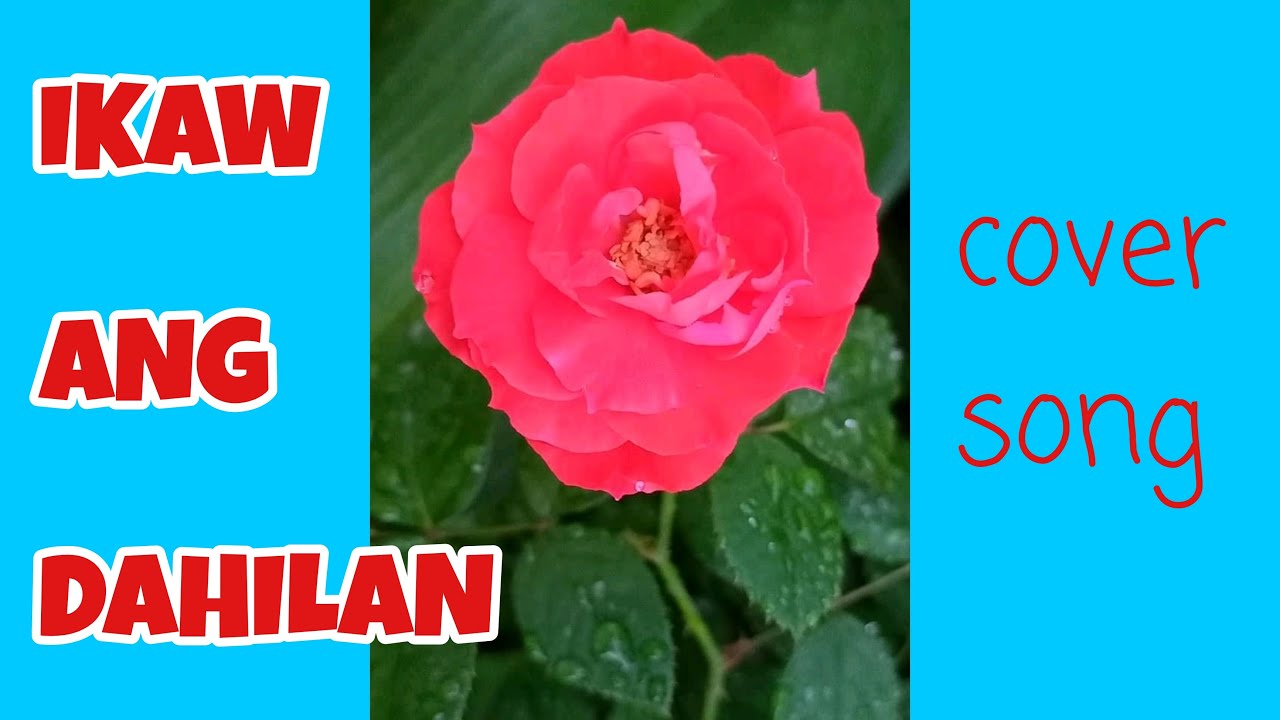 IKAW ANG DAHILAN cover song by loisan
