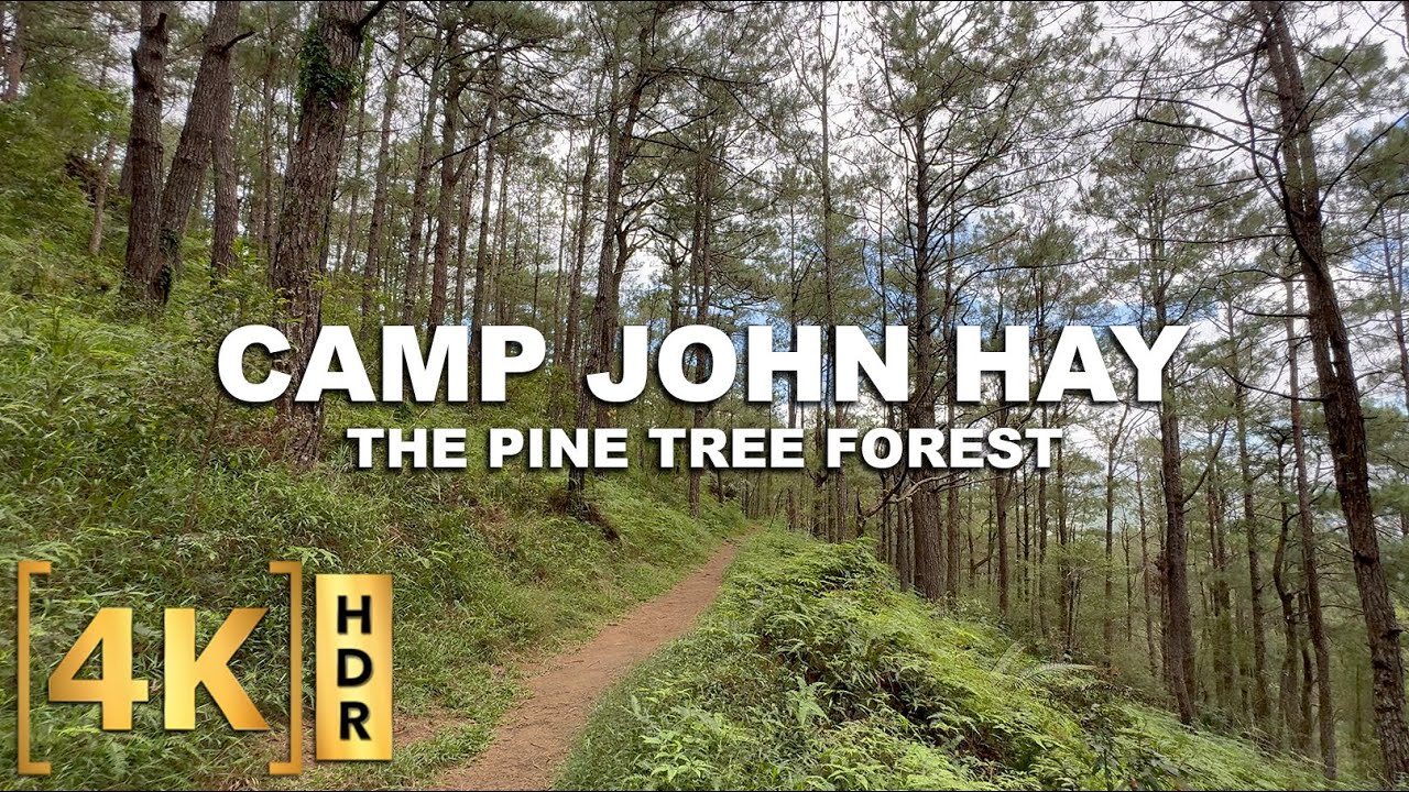 Inside the Pine Tree Forest of Camp John Hay! Nature Sound ASMR | Yellow Trail | Baguio, Philippines