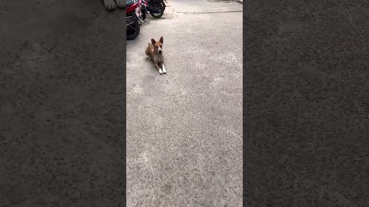 Cute Stray Dogs Waiting for Food #shorts #short #dog