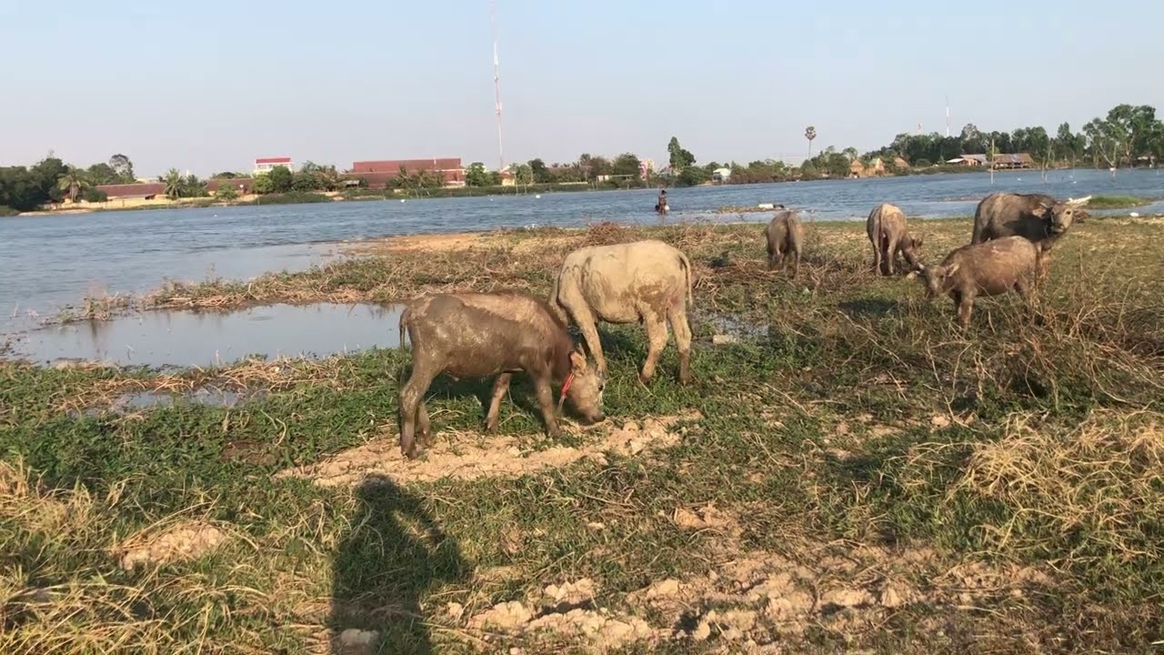 មកអង្គុយលេងនៅកូនបឹង មើលគេបង់សំណាញ់ មើលវាលស្រែ មើលសត្វក្របី ស្រស់ស្រាយជាមួយធម្មជាតិណាស់