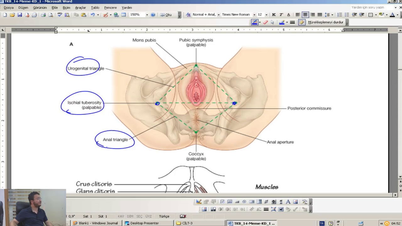 STS - Kadın Doğum - Kadın Genital Sistem Anatomisi / Online STS Tıp Doktorluğu Kursu - nettekurs.com