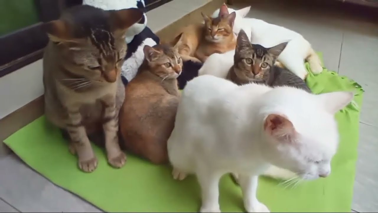 Time Machine Cats !!!! Longest Daily Cats Story , today kitten are 111 days old