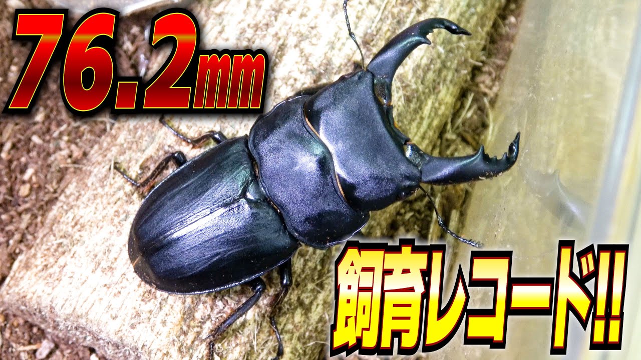スジブトヒラタで飼育レコードを更新した飼育方法