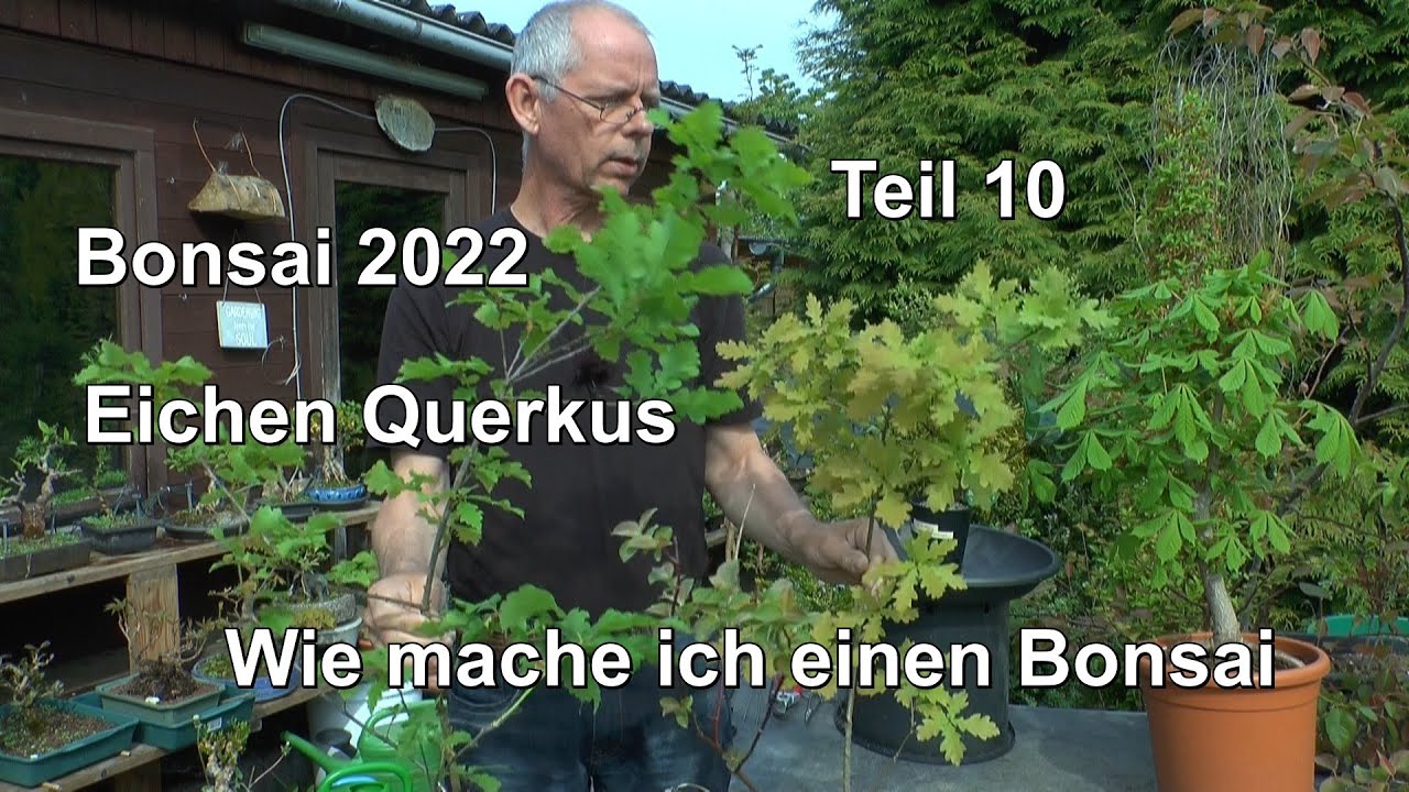 Bonsai 2022 Teil 10 Wie macht man einen Bonsai. Heute Eichen vorbereiten zum Bonsai