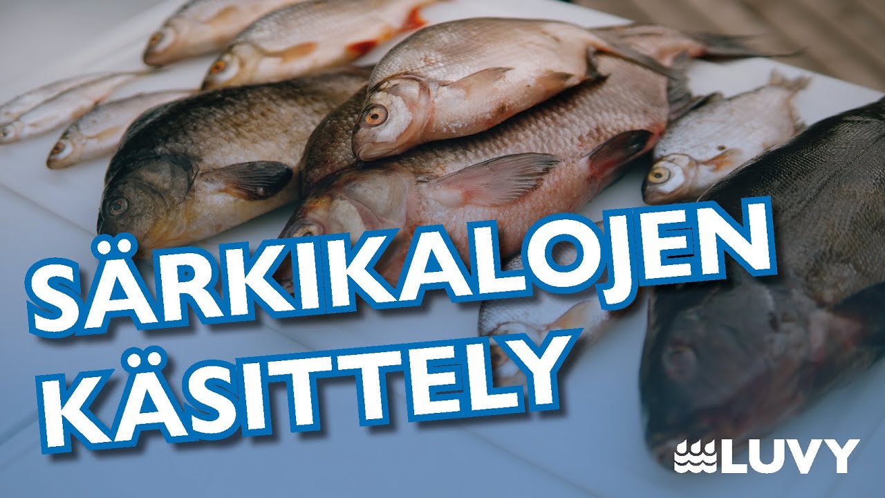 Katiskasta kalaa keittiöön osa II: Särkikalojen käsittely