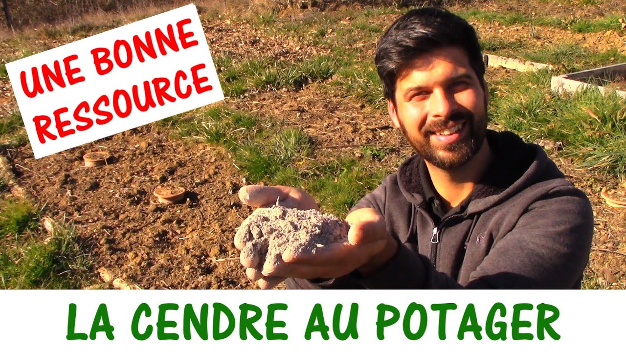 LA CENDRE AU POTAGER