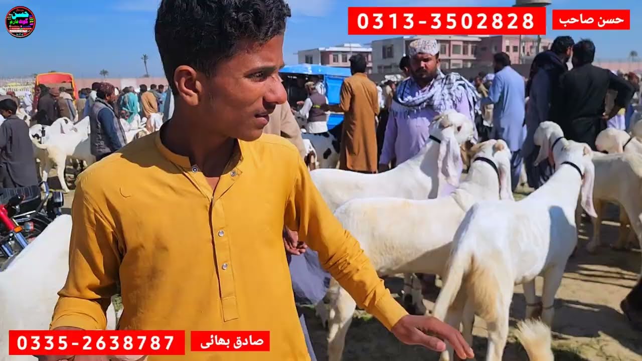 11 February 2026 دنیا کی سستی ترین منڈی pakistan bakra mandi update درمیان ٹائم ریٹ start 5 hzar sy 