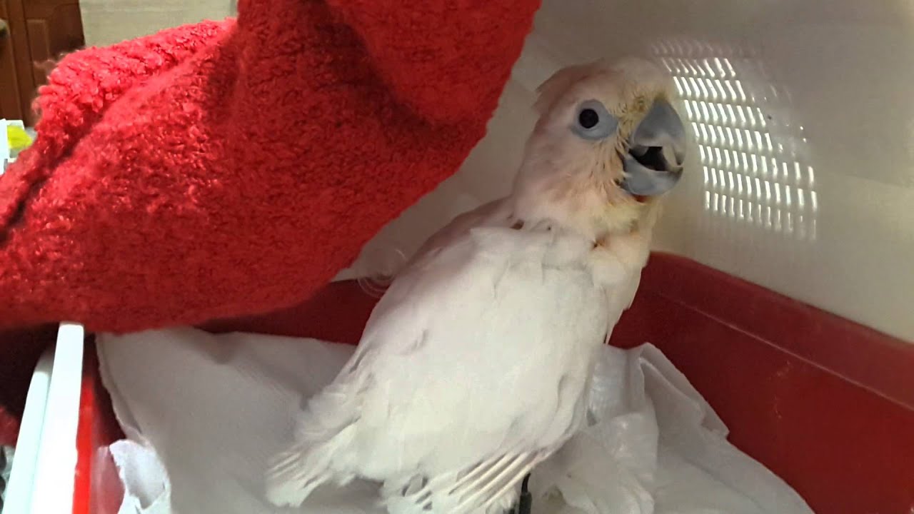Baby Ducorp's Cockatoo 'LeLe' crying (3)