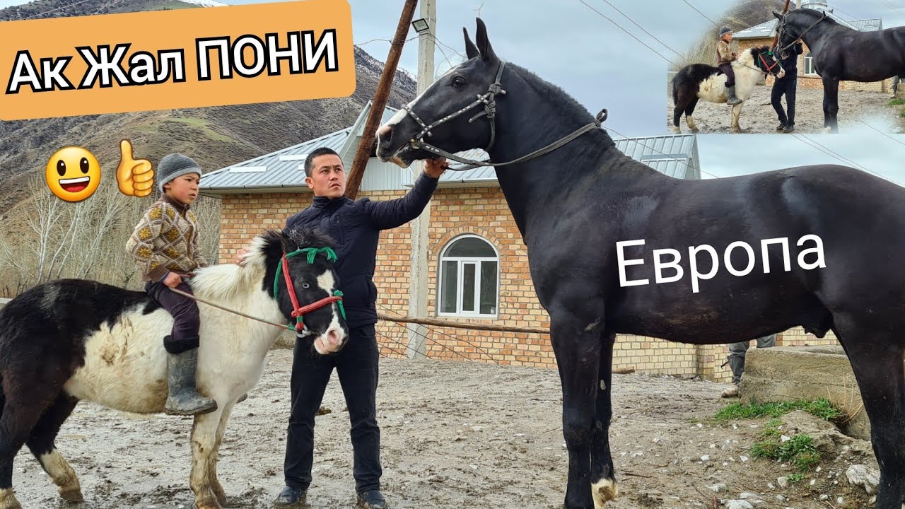 Ак Жал ПОНИ 😃сатылды ЕВРОПА 😱 жет 🐎ал🔥 мин👍 АТТАР НООКАТТА