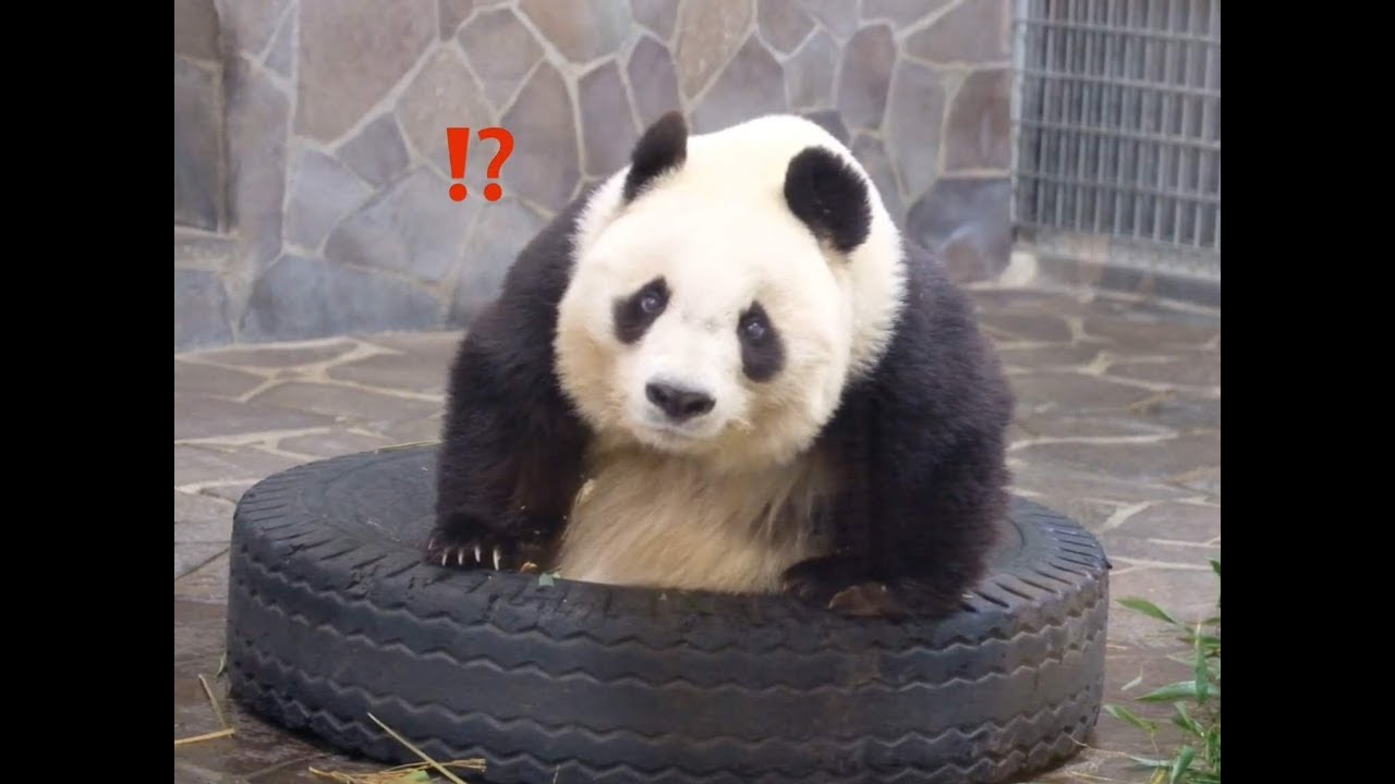 【王子動物園のアイドル🌟パンダ🐼タンタン嬢の日常】お顔カキカキお散歩ファンサービス→お掃除タイムで自らお帰りになるKobe girl Tantan