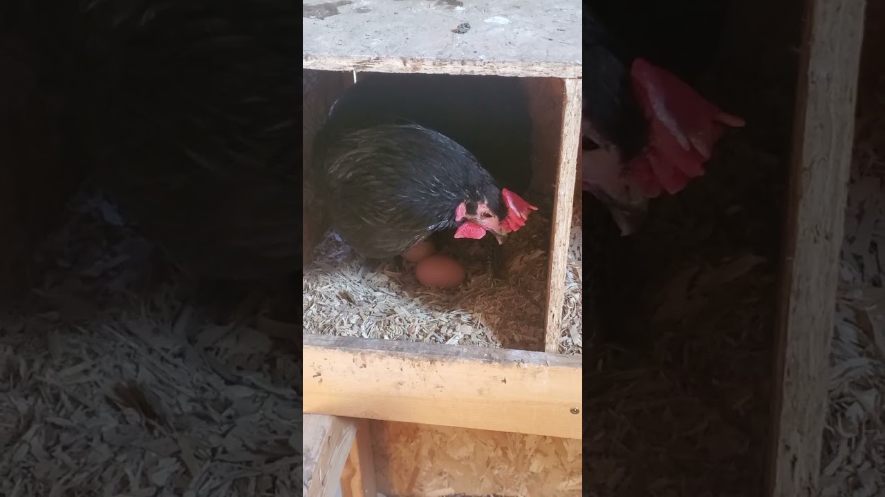 Giving Chickens 🐔 