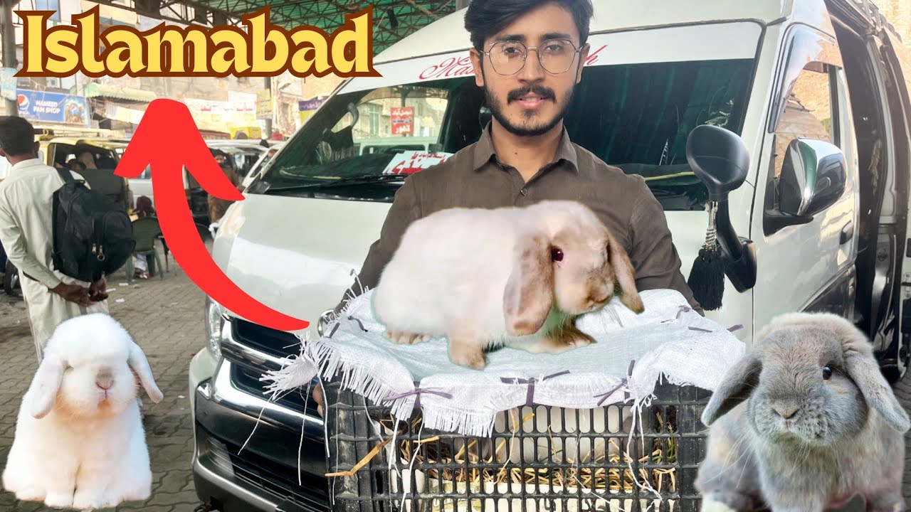 Ham ne kiye Islamabad ke Liye Rabbits Cargo 🚚 | Hmara Bakra Mota Taza Nhi Ho Raha 😐 | Aftab Ahmad