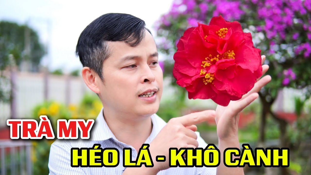 Cây hoa Trà My bị héo lá khô cành là do đâu?