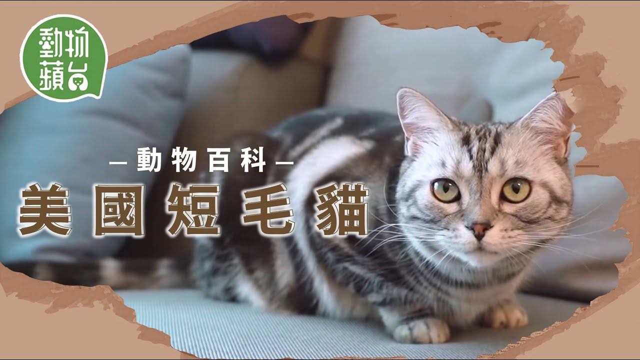 美國短毛貓由英短演變而成 好奇寶寶天性活潑愛跑動 2大易發疾病提防髖關節發育不良及心肌肥大 #動物百科 #動物蘋台果籽 香港 Apple Daily原刊日期20210429