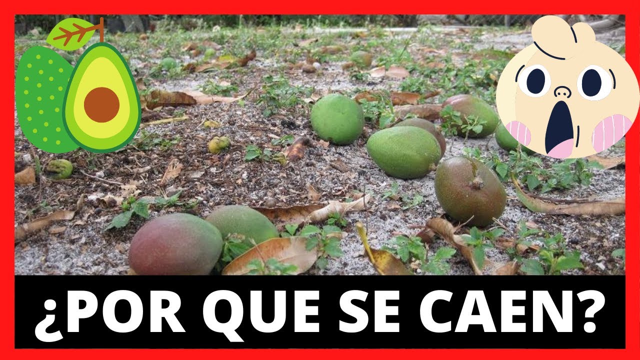PORQUE se CAEN los AGUACATES PEQUEÑOS del ARBOL 🥑