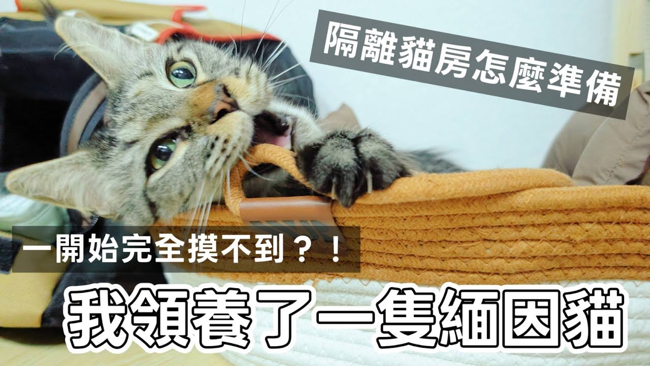 我領養了一隻緬因貓 適應期如何安排? 隔離貓房怎麼準備？  有原住民狗怎麼辦? 【小狗阿丁x 大貓鐵觀音】