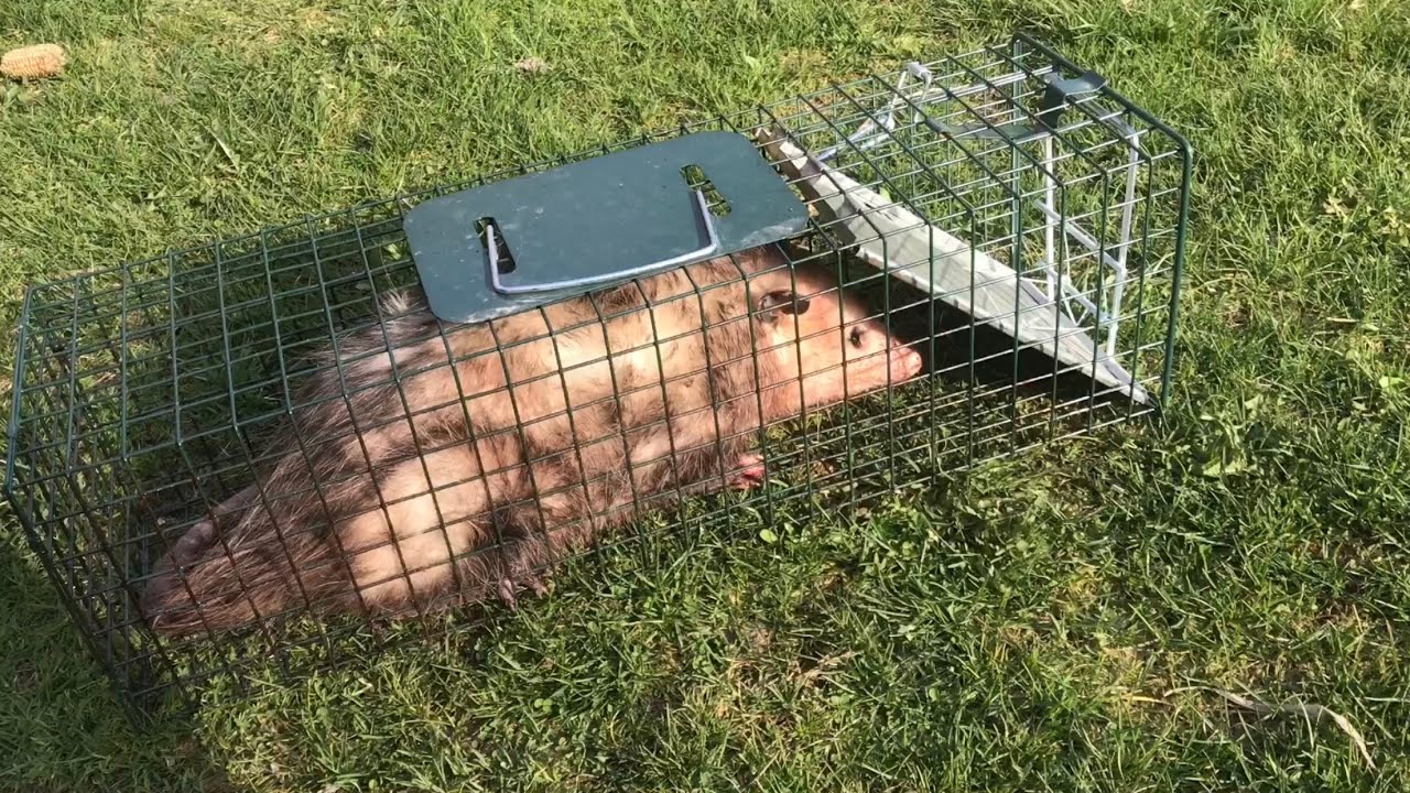 can you CATCH a possum in a &ldquo;small catch and release animal trap&rdquo;??