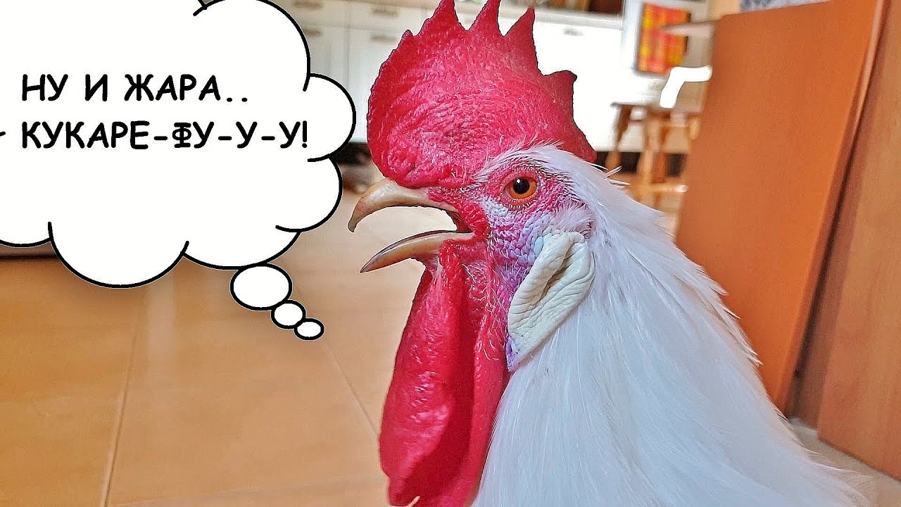 Петя и компания. Часть 37 (Как Пётр скрывается от сильной жары)