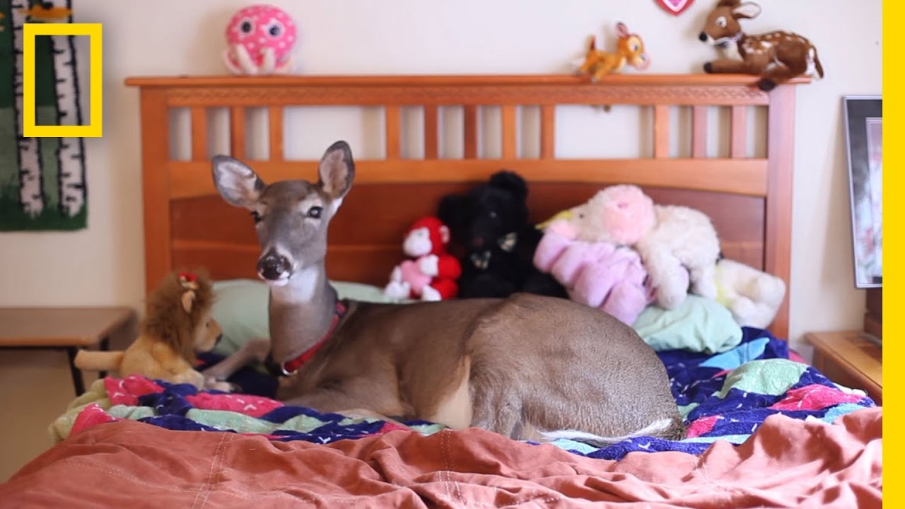 Dillie the Deer: Love on Tiny Hooves | National Geographic