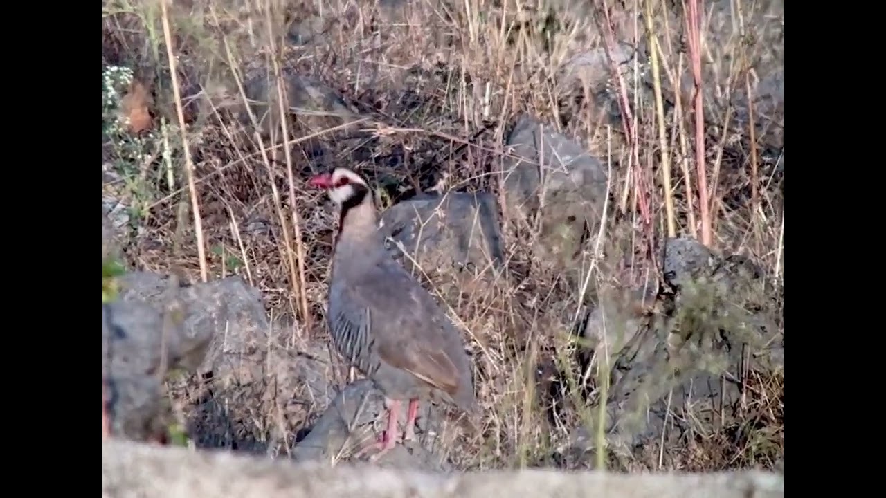 Arabian Partridge, Tawi Atayr, Oman, November 2024