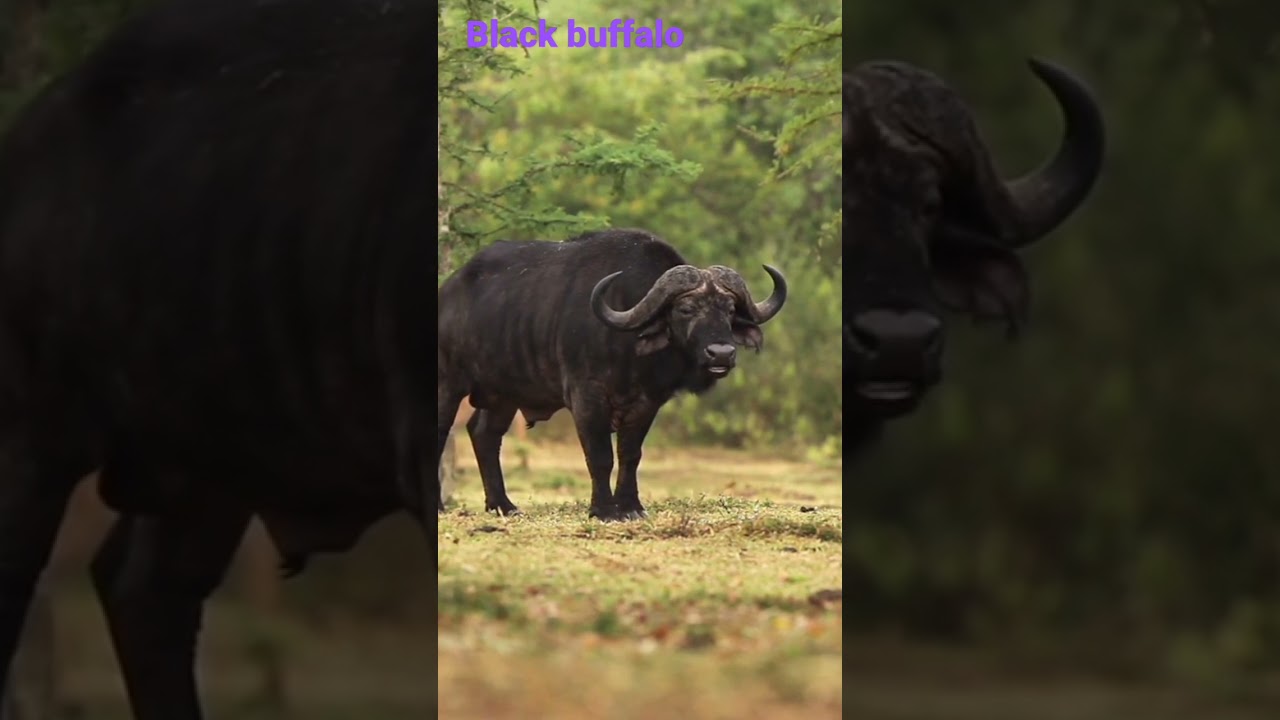 black buffalo  